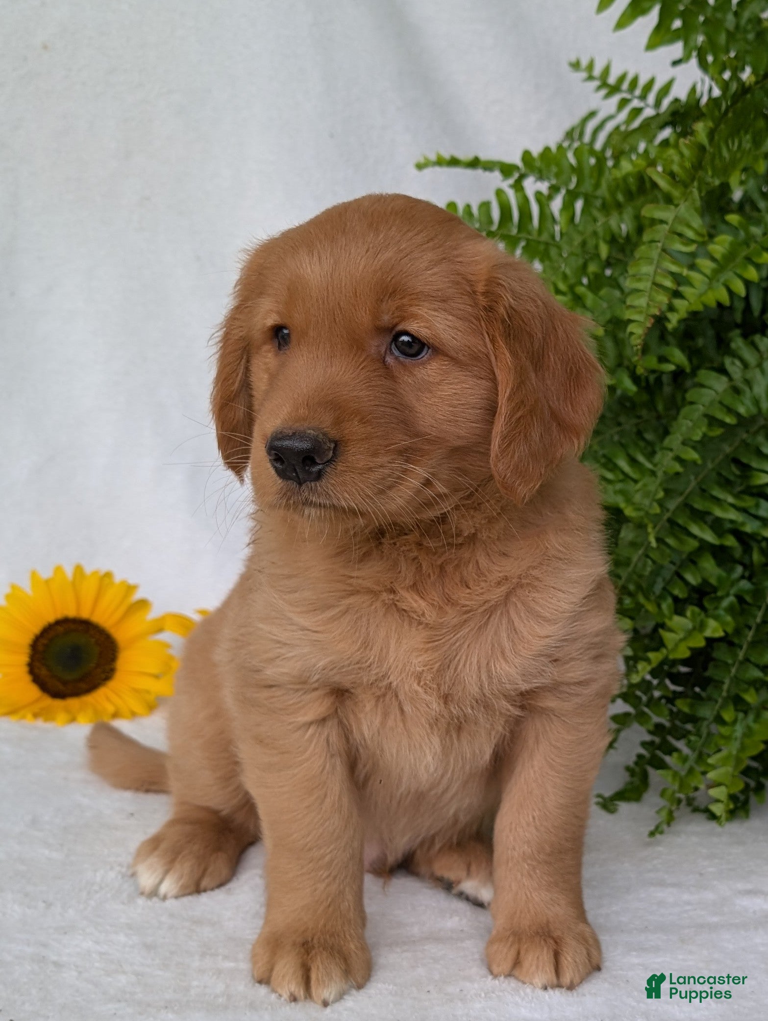 Golden Retriever dogs Brinkley  - Ad 2