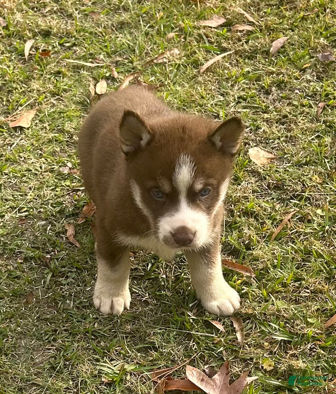 Siberian Husky dogs for sale: Thor - Ad 3