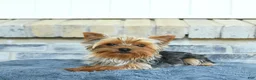 Yorkshire Terrier dogs for sale: Theo      EXTRA SMALL - Ad 7