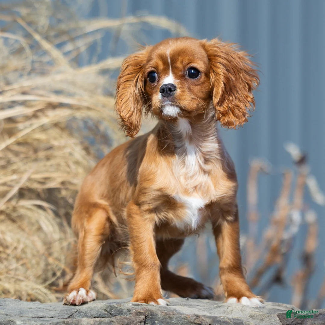 Cavalier King Charles Spaniel dogs for sale: Autumn - Ad 1