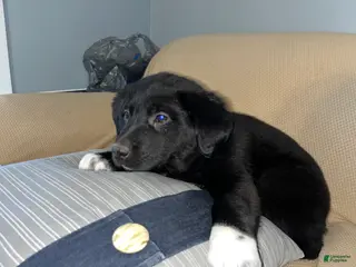 Mixed Breed dogs Jasmine - Ad 9