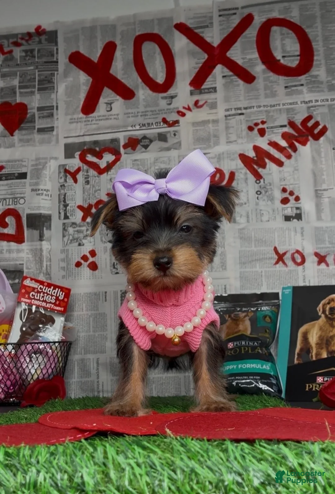 Yorkshire Terrier dogs for sale: Chloe - Ad 9