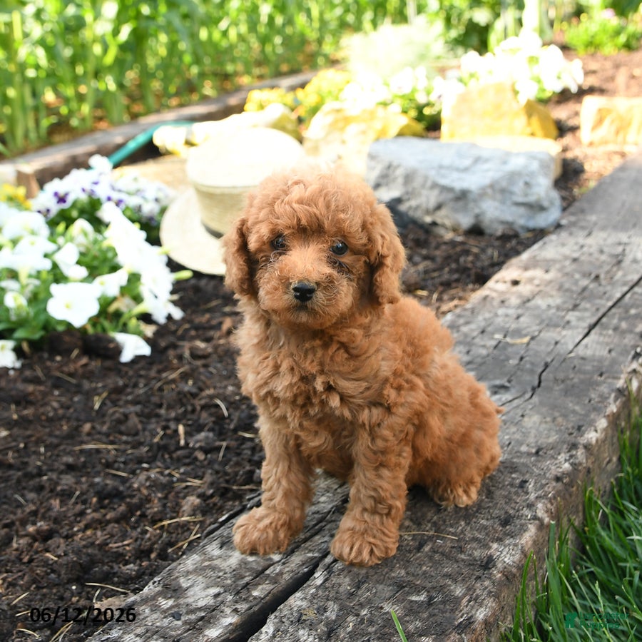 Miniature Poodle dogs Cooper - Ad 2