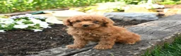 Miniature Poodle dogs for sale: Cooper - Ad 2