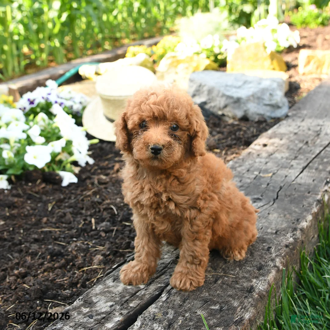 Miniature Poodle dogs for sale: Cooper - Ad 2