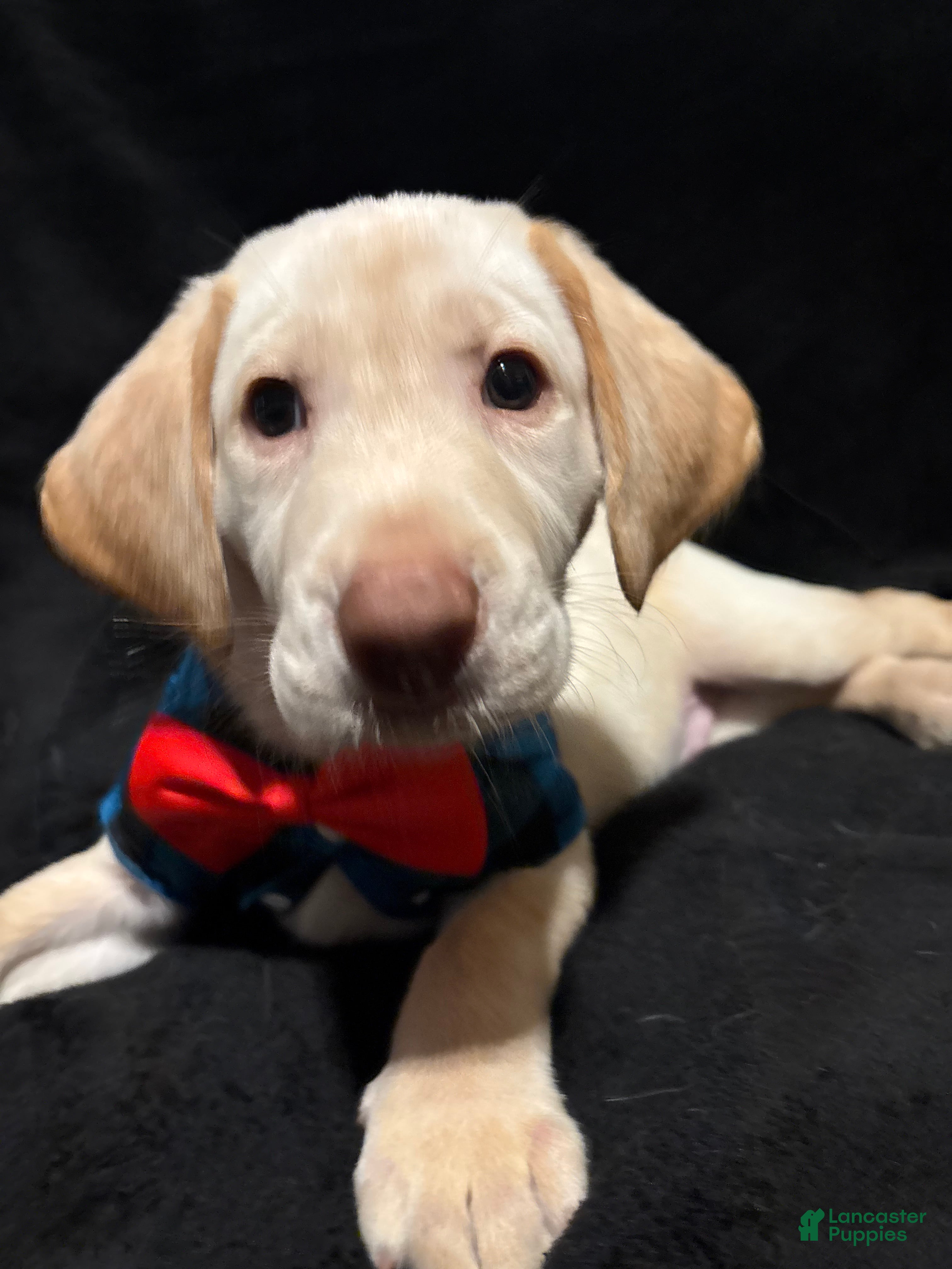 Labrador Retriever dogs Goofy (yellow)  - Ad 15