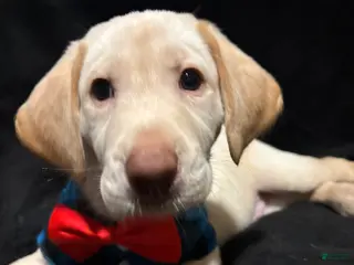 Labrador Retriever dogs Goofy (yellow) - Ad 20