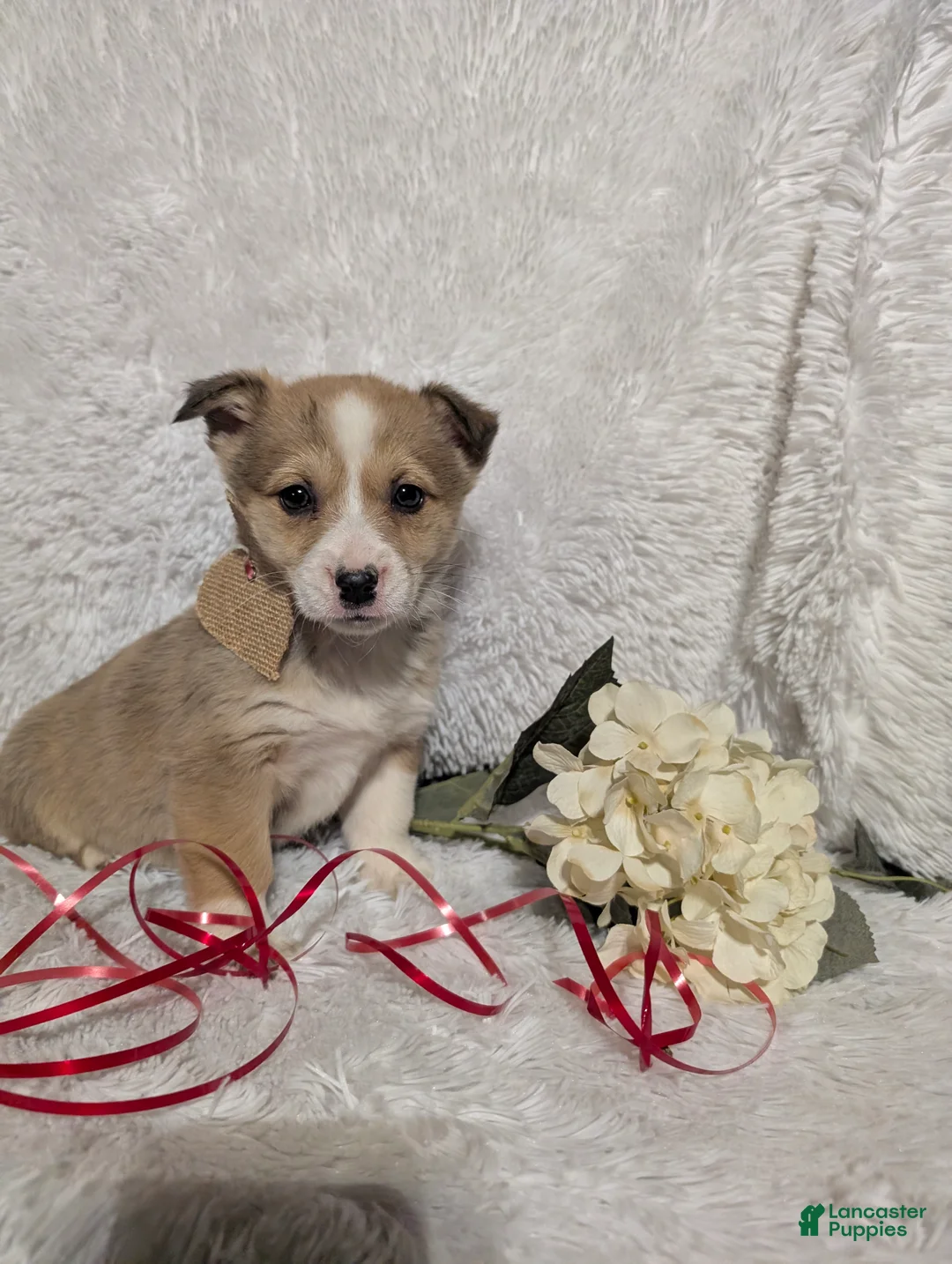 Welsh Corgi Pembroke dogs for sale: Kay - Ad 1