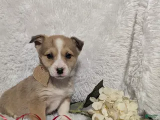 Welsh Corgi Pembroke dogs Kay - Ad 29