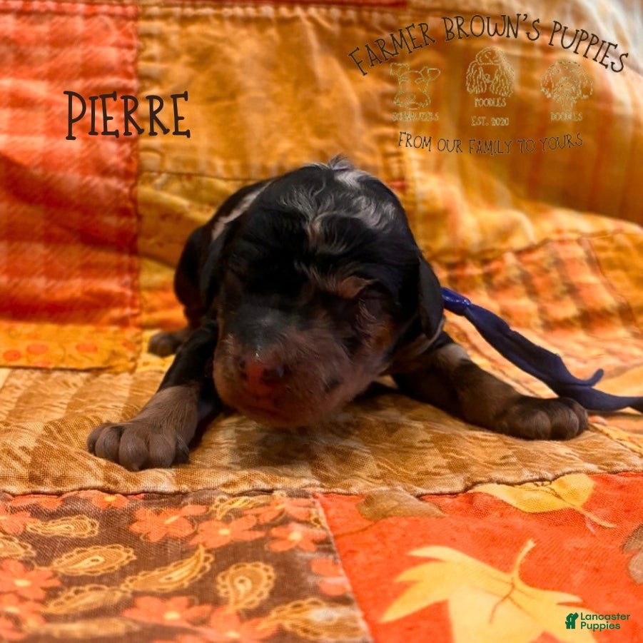 Mixed Breed dogs Pierre - Ad 38
