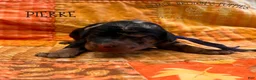 Mixed Breed dogs for sale: Pierre - Ad 1