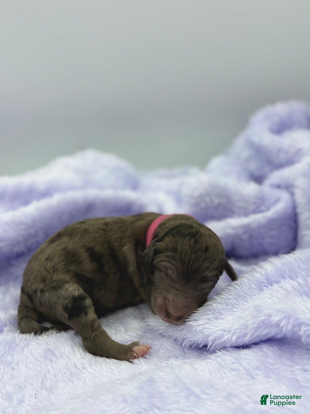 Sheepadoodle dogs for sale: Lemon Meringue - Ad 4