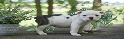 Olde English Bulldogge dogs for sale: Apple - Ad 6