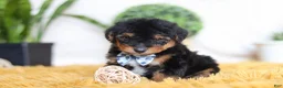 Yorkiepoo dogs for sale: Magnus - Ad 5