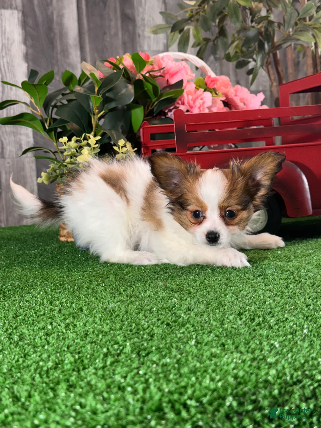 Papillon dogs for sale: Raina - Ad 5