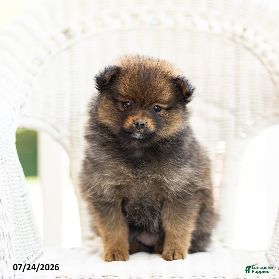 Pomeranian dogs Ava - Ad 1