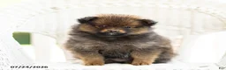 Pomeranian dogs for sale: Ava - Ad 1
