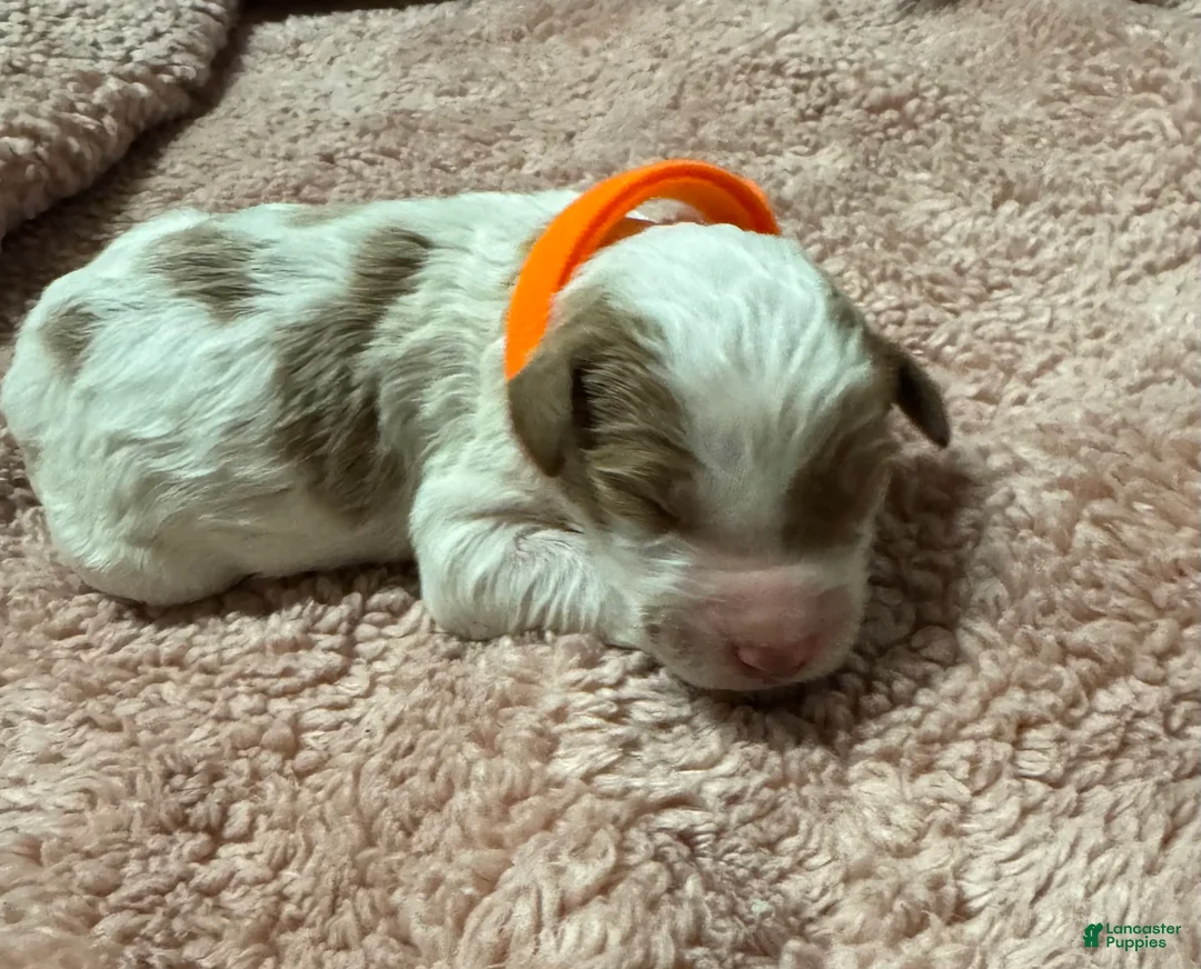 Goldendoodle dogs for sale: Goldendoodle 2 - Ad 1
