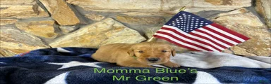 Mr Green