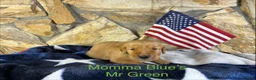 Golden Retriever dogs for sale: Mr Green - Ad 1
