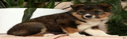 Australian Shepherd dogs for sale: Zeke - Ad 2