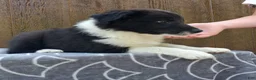 Australian Shepherd dogs for sale: Australian Shepherd 3 - Ad 4