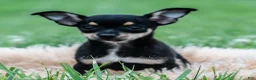 Chihuahua dogs for sale: Peppa - Ad 2