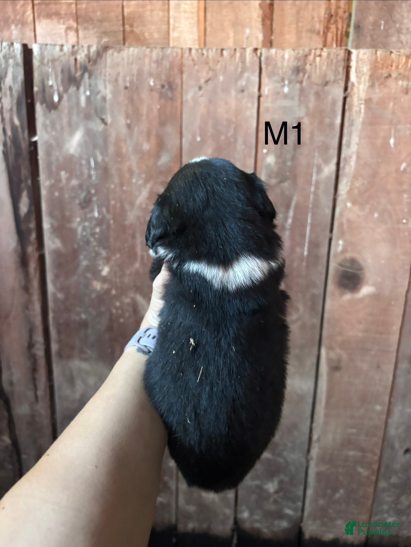 Bernese Mountain Dog dogs Bernese Mountain Dog m1 - Ad 2
