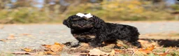 Miniature Poodle dogs for sale: Sadie (AKC) - Ad 6