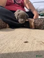 American Pit Bull Terrier Puppy 1