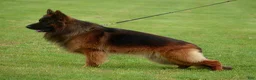 German Shepherd dogs for stud: Mondo Danube Guardian - Ad 1