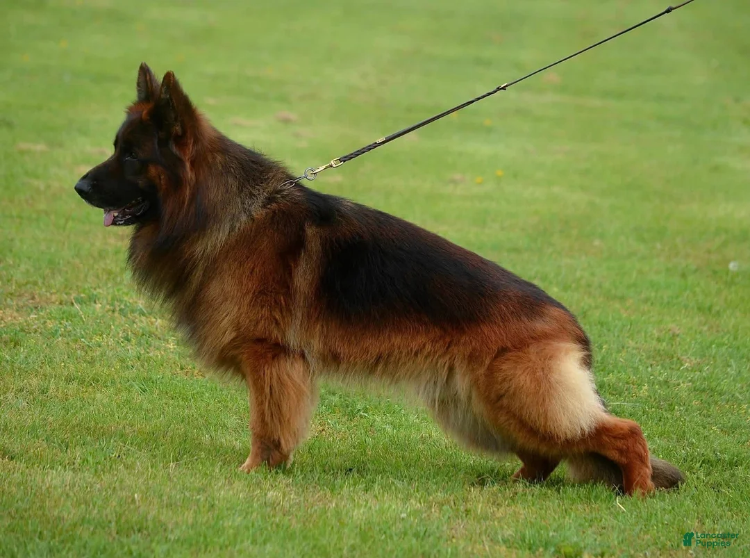 German Shepherd dogs for stud: Mondo Danube Guardian - Ad 1