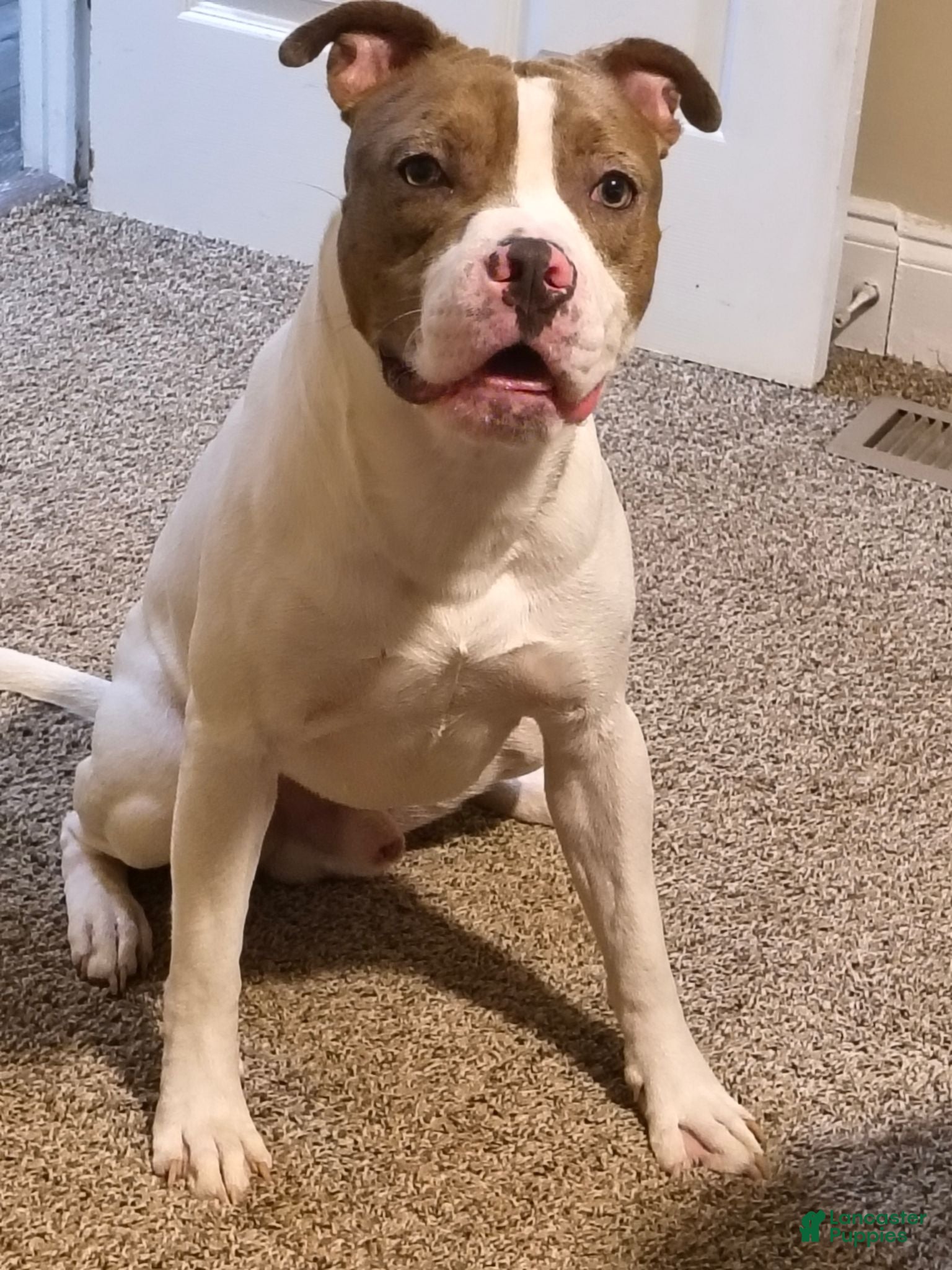 American Pit Bull Terrier dogs American Pit Bull Terrier 1 - Ad 3