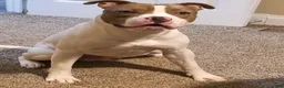 American Pit Bull Terrier dogs for sale: American Pit Bull Terrier 1 - Ad 1