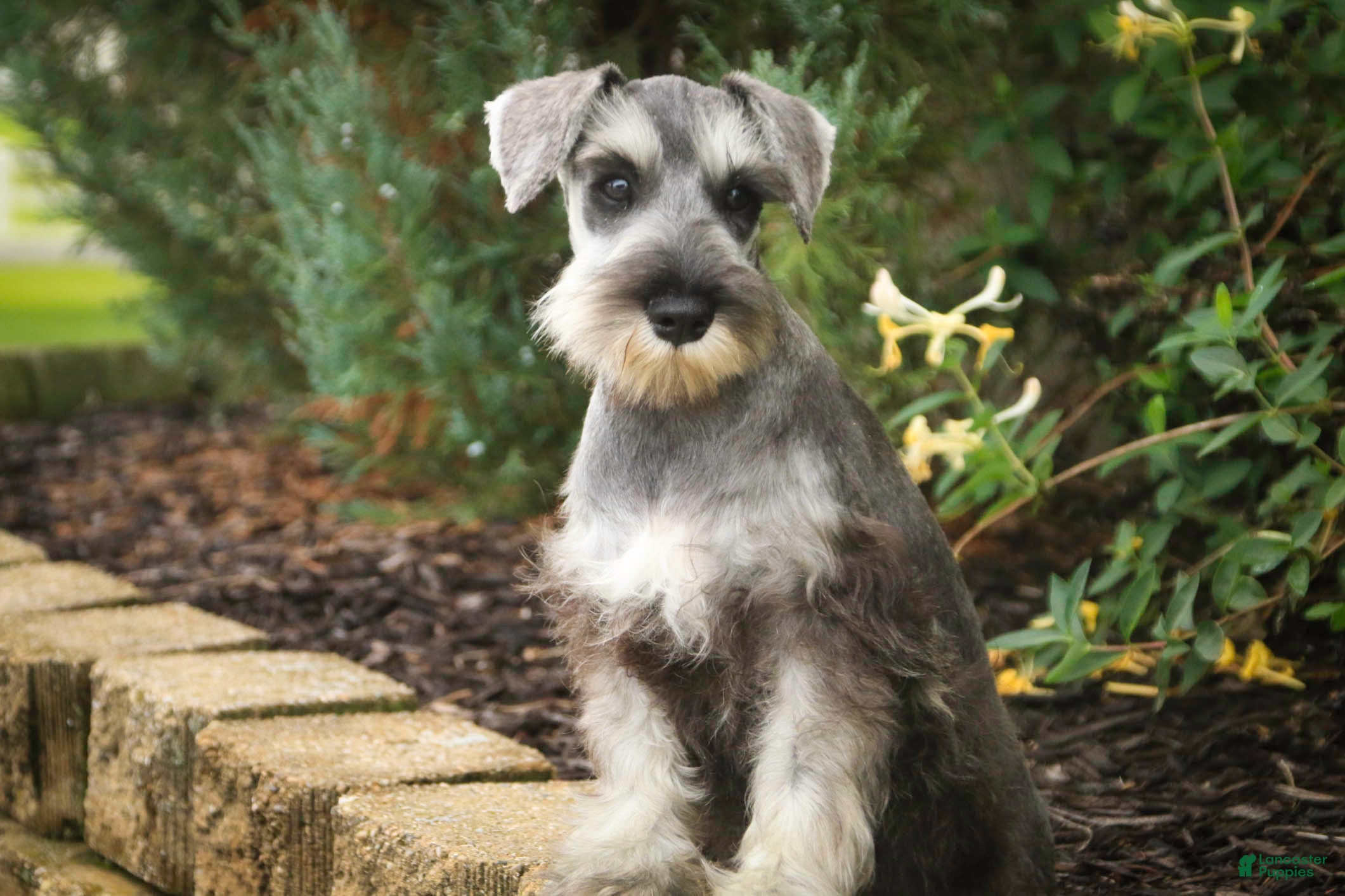 Miniature Schnauzer dogs Quartz Miniature Schnauzer (crate and leash Trained) - Ad 1