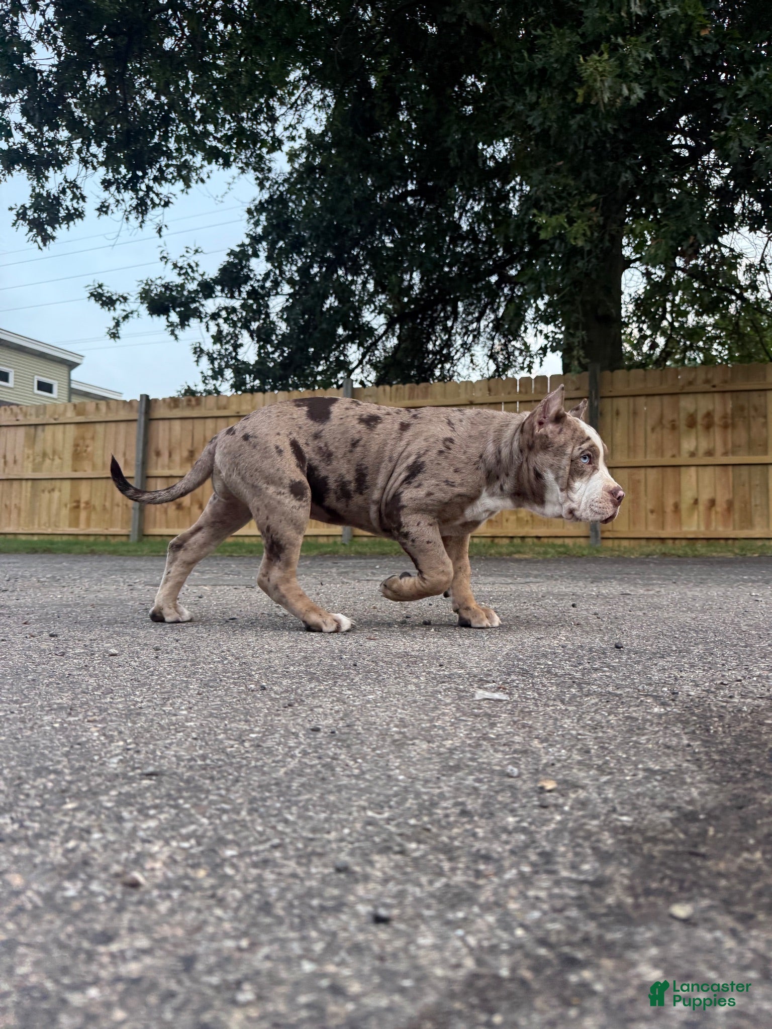American Bully dogs American Bully 1 - Ad 1