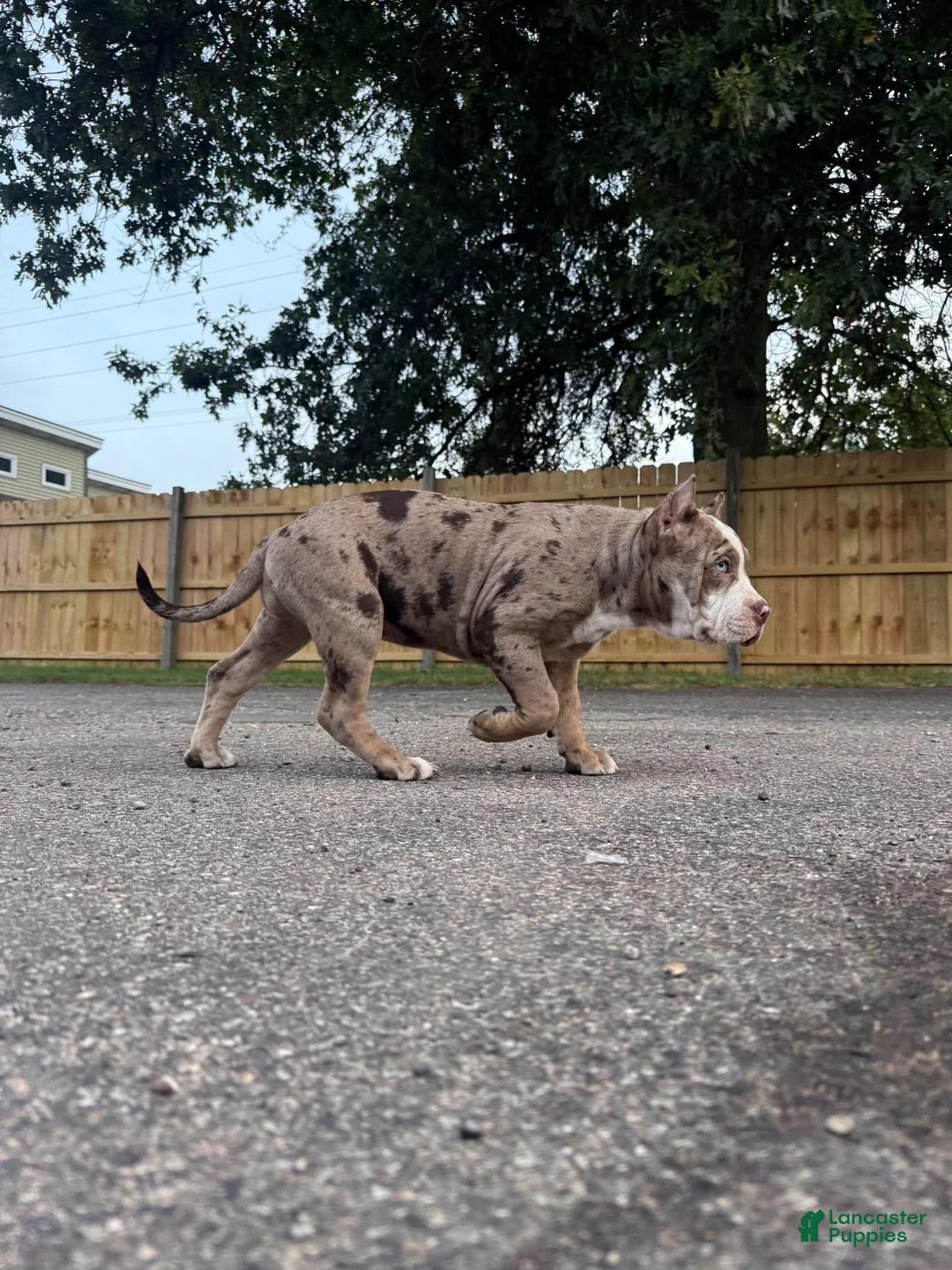 American Bully dogs for sale: American Bully 1 - Ad 1