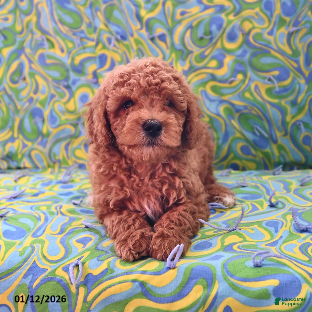 Goldendoodle dogs for sale: Jaden - Ad 4