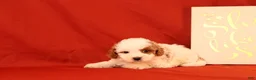 Cavapoo dogs for sale: Gavin - Ad 4