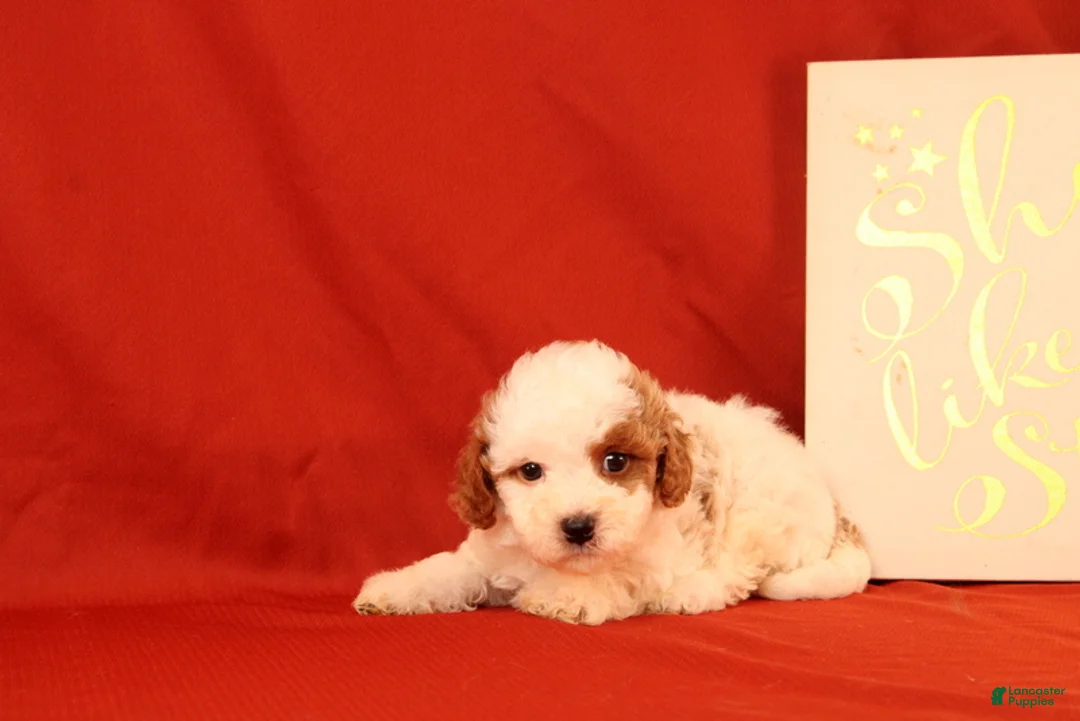Cavapoo dogs for sale: Gavin - Ad 4