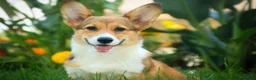 Welsh Corgi Pembroke dogs for sale: Trix Welsh Corgi Pembroke  - Ad 5