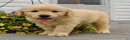 Golden Retriever dogs for sale: Trixie - Ad 4