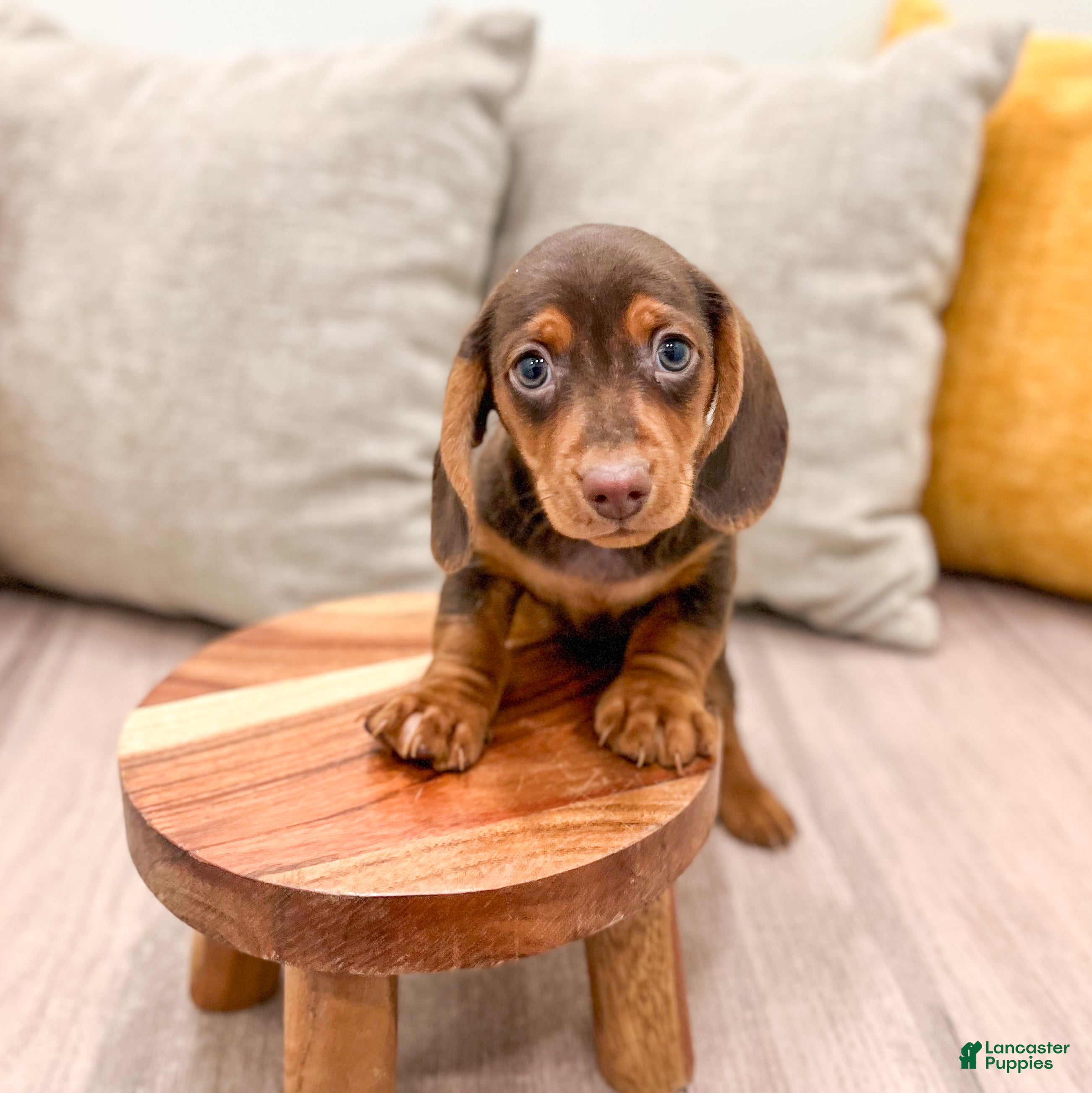 Miniature Dachshund dogs for sale: Oliver - Ad 1