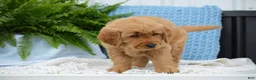 Golden Retriever dogs for sale: Dallas - Ad 3