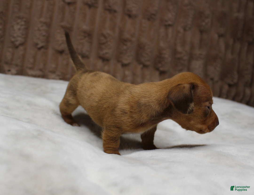 Miniature Dachshund dogs for sale: Tank - Ad 2