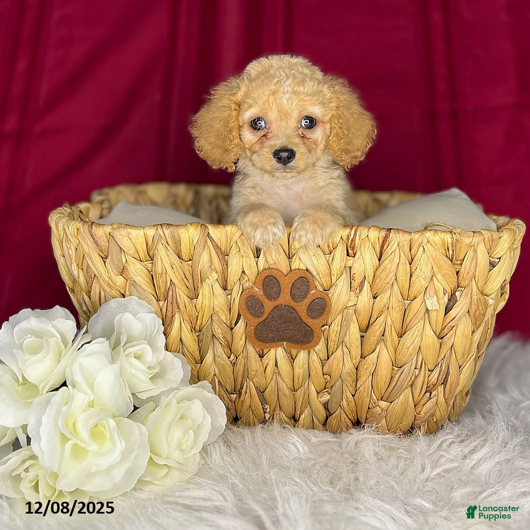 Cavapoochon dogs for sale: Jojo - Ad 2