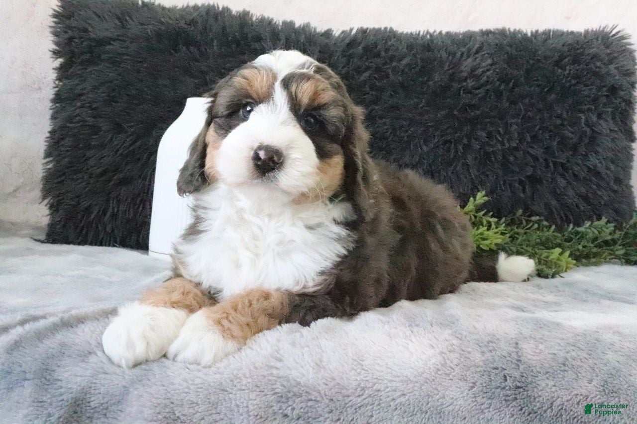 Mini Bernedoodle dogs for sale: Benson - Ad 3