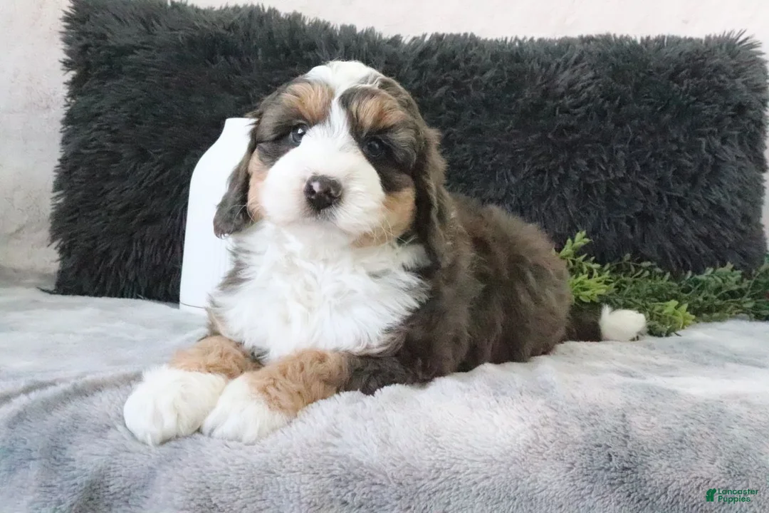 Mini Bernedoodle dogs for sale: Benson - Ad 1