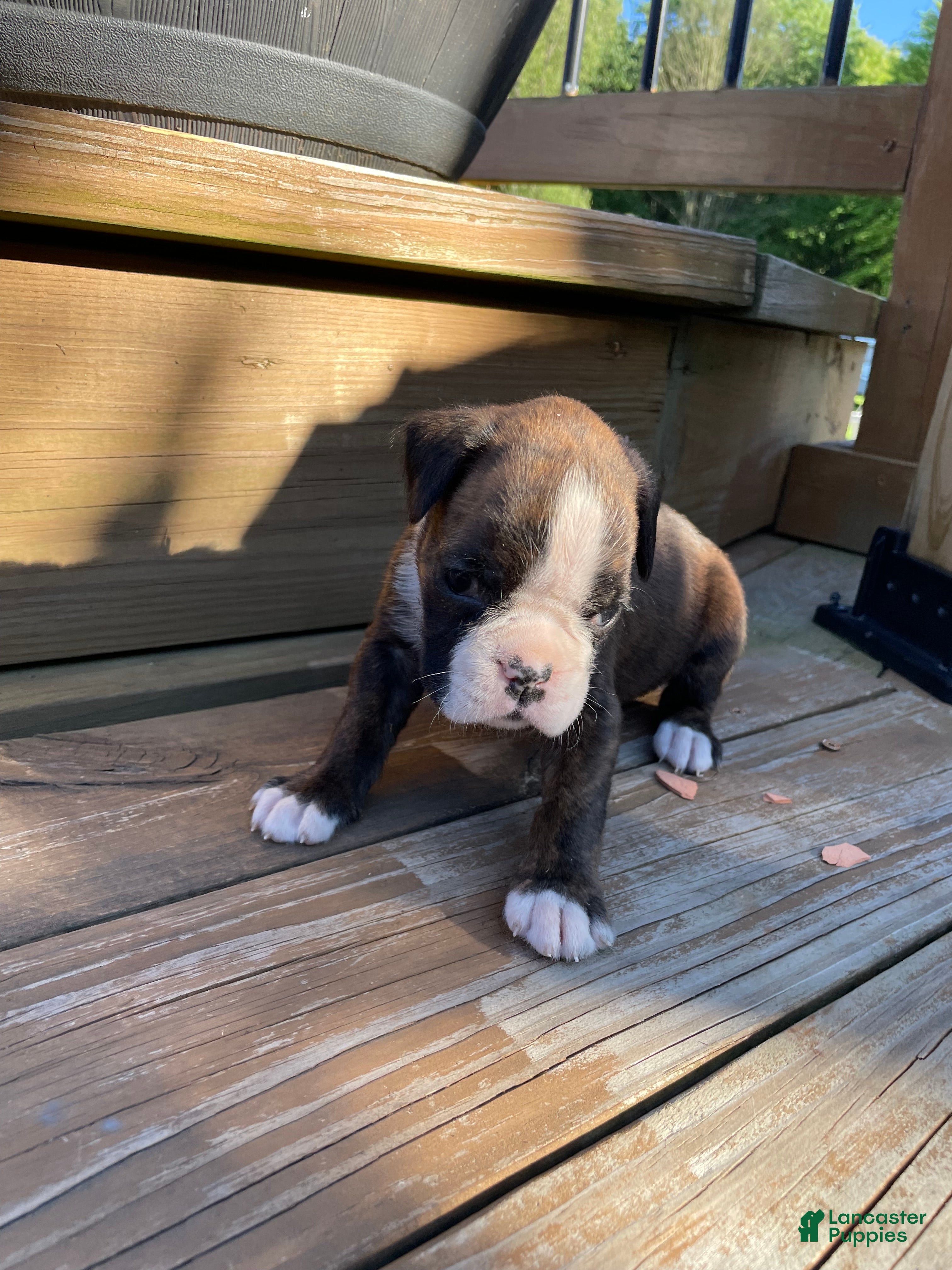 Boxer dogs Yellow - Ad 2