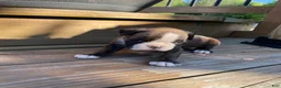 Boxer dogs for sale: Yellow - Ad 2
